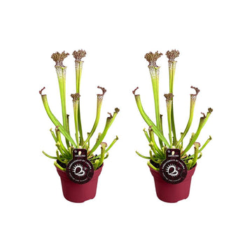 Sarracenia Farnhamii - Vleesetende plant- 2 stuks - Ø12cm - ↕40cm
