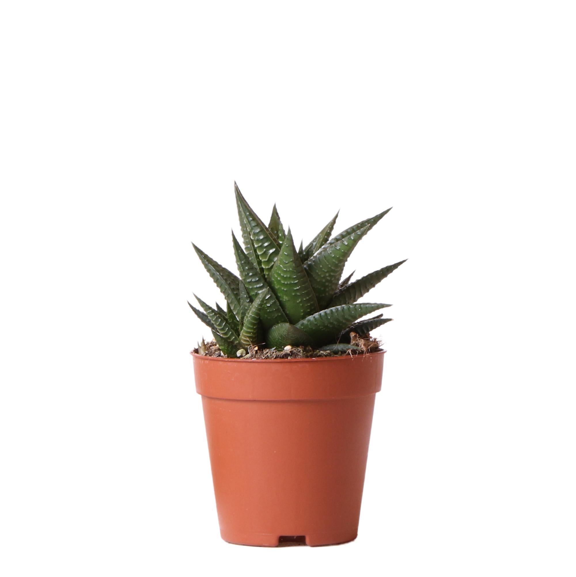 Succulent Haworthia Limifolia - potmaat Ø9cm - groene kamerplant - vers van de kweker