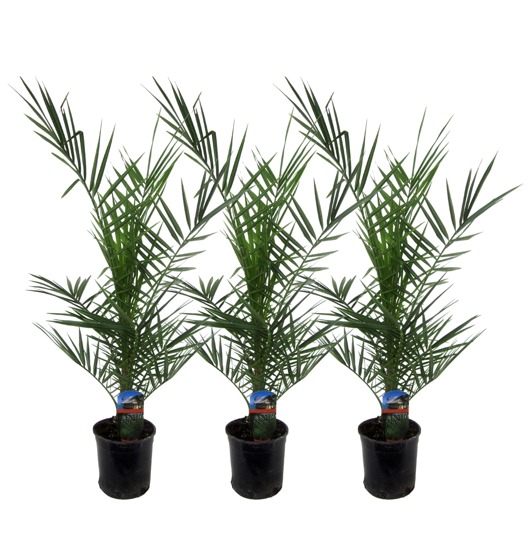 Phoenix Canariensis - 80 cm - Ø15 per 3 stuks